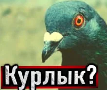 постер аудиокниги Голубь