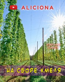 постер аудиокниги На сборе хмеля