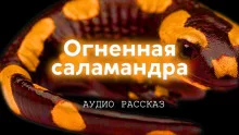 постер аудиокниги Огненная саламандра