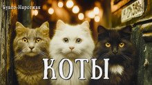 Коты