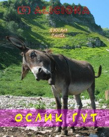 постер аудиокниги Ослик Гут