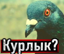 постер аудиокниги Голубь