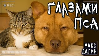 постер аудиокниги Глазами моего пса - Максим Далин