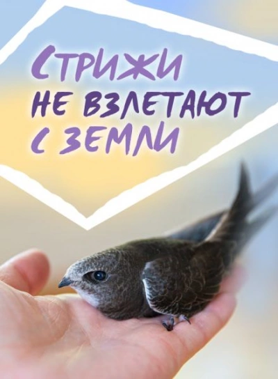 постер аудиокниги Стрижи не взлетают с земли - Сергей Стахеев